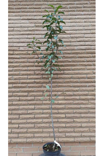 Яблоня домашняя Топаз (зимняя) (зимня, підщ.ММ-106, вис.2,5-3м)_5л/вис.130-150см/Ø30-40см/2р